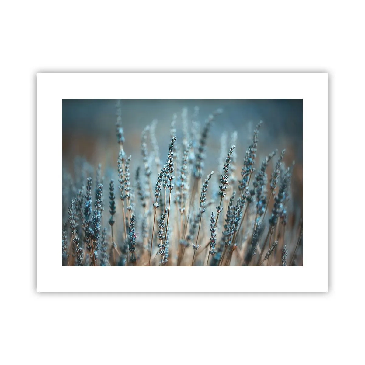 Affiche - Poster - Tige odorante - 40x30 cm