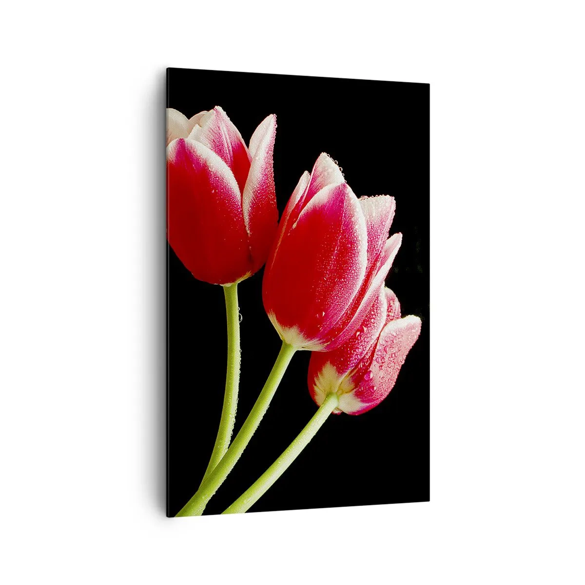 Impression sur toile - Image sur toile - Tulipes rouges avec des gouttes de rosée sur fond noir - 80x120cm - Une promesse d'amour pur - Décoration murale moderne pour le salon et la chambre ARTTOR