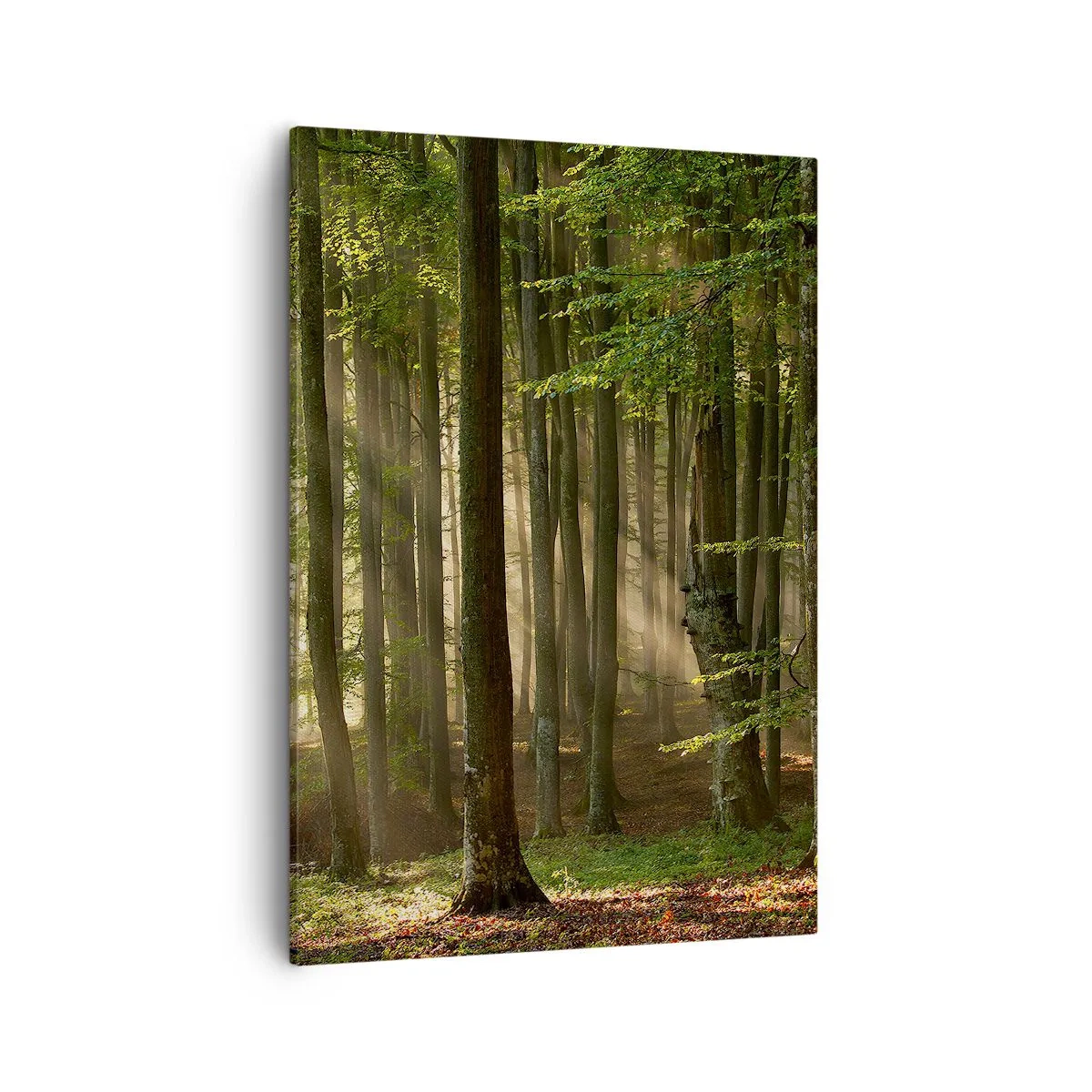Impression sur toile - Image sur toile - Les rayons du soleil pénètrent à travers les arbres de la forêt - 50x70cm - Rayon d'un matin de printemps - Décoration murale moderne pour le salon et la chambre ARTTOR