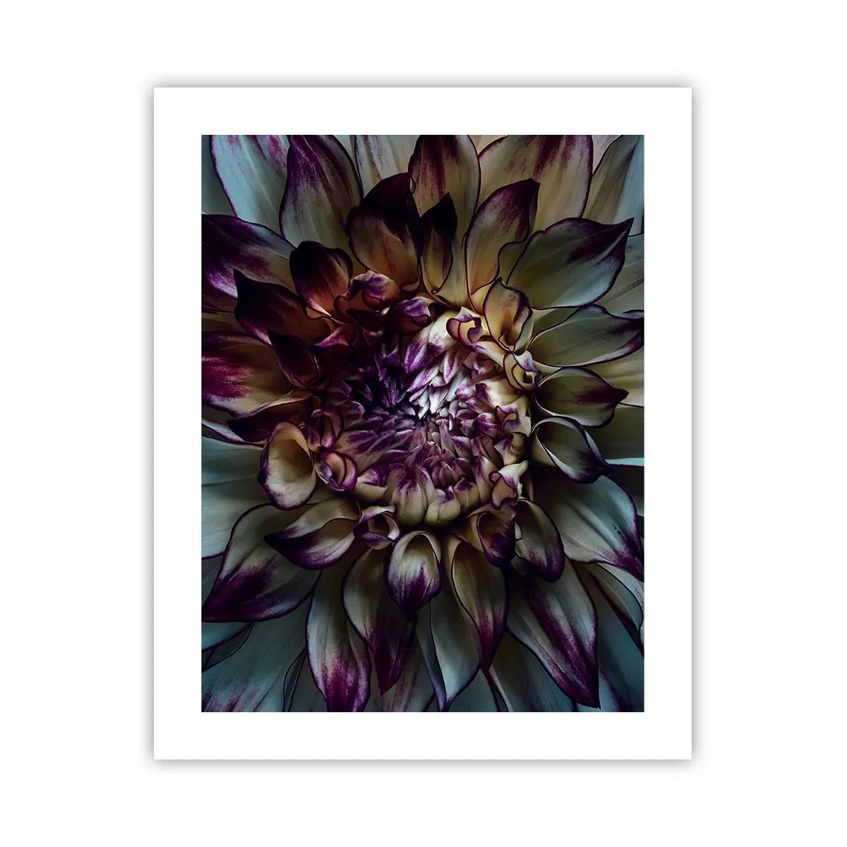 Affiche - Poster - L'apogée de la jeunesse - 40x50 cm