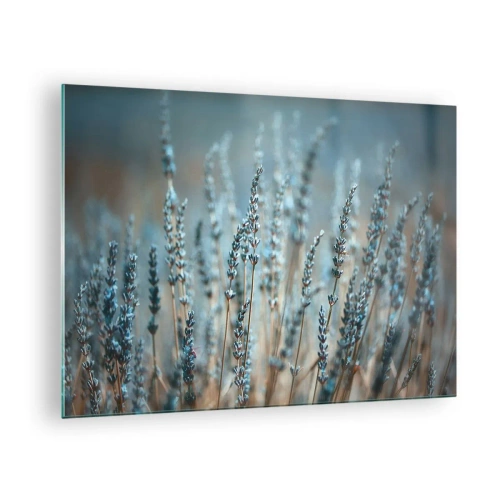 Impression sur verre - Image sur verre - Un champ de lavande dans une lumière douce et fraîche - 70x50cm - Tige odorante - Décoration murale moderne pour le salon et la chambre ARTTOR