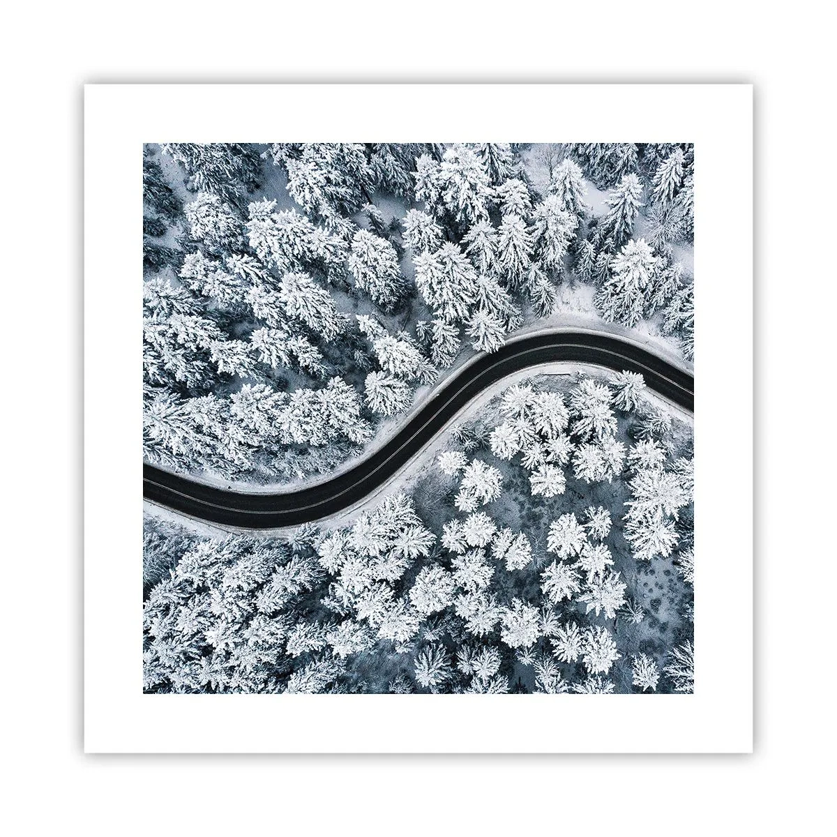 Affiche - Poster - À travers une forêt d'hiver - 40x40 cm