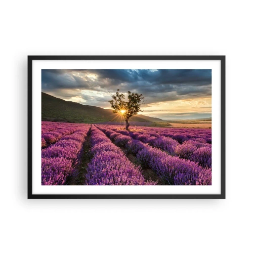 Affiche dans un cadre noir - Poster - Un champ de lavande avec un arbre solitaire au coucher du soleil - 70x50cm - Arôme de couleur lilas - Décoration murale moderne pour le salon et la chambre ARTTOR