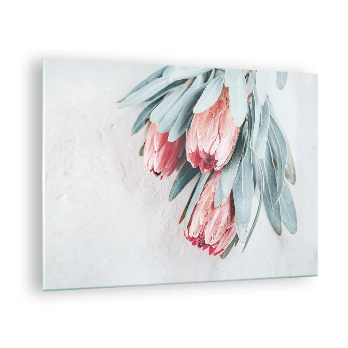 Impression sur verre - Image sur verre - Trois fleurs de protéa pastel avec des feuilles sur un fond clair - 70x50cm - Honte de leur propre beauté - Décoration murale moderne pour le salon et la chambre ARTTOR