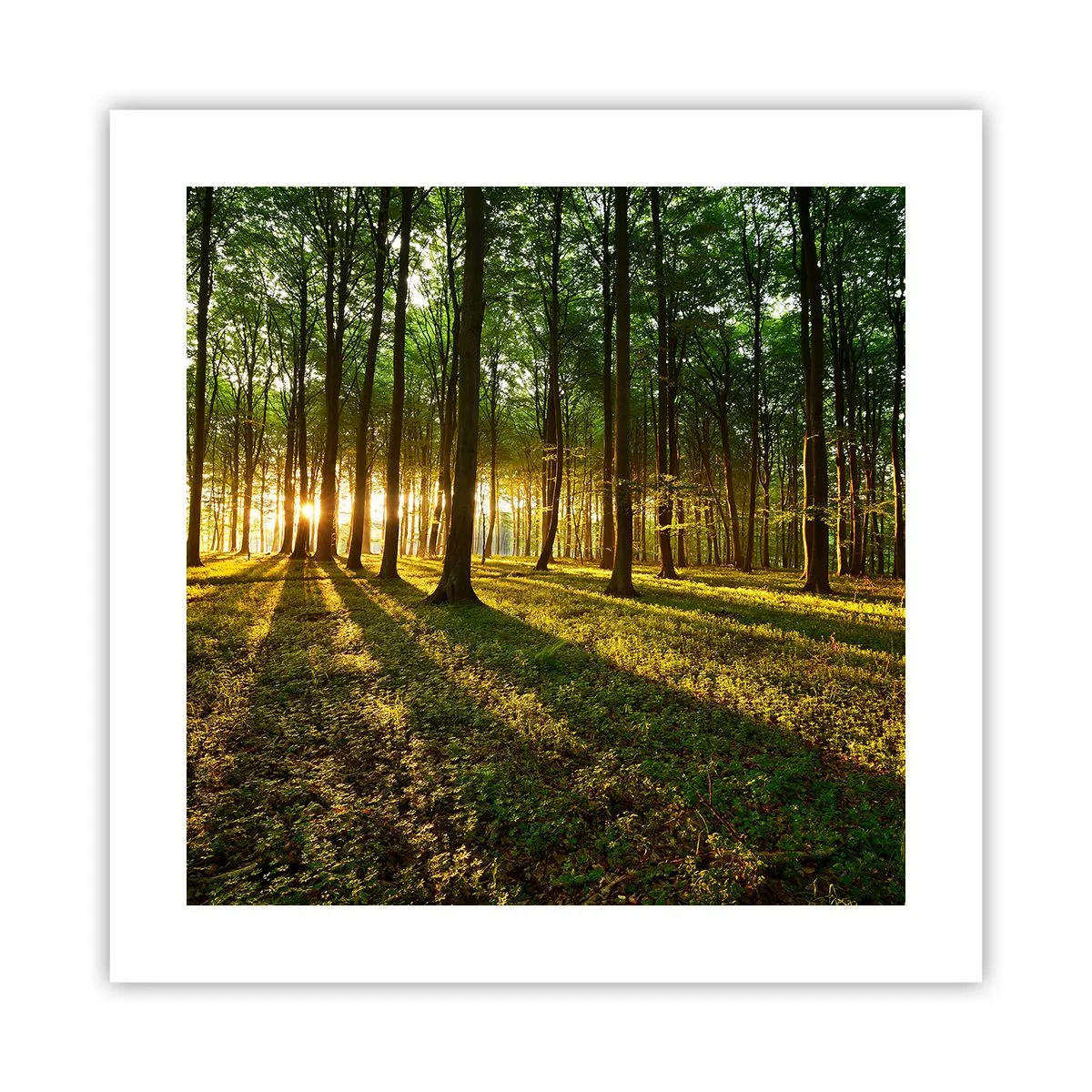 Affiche - Poster - Toutes les photographies de printemps - 40x40 cm