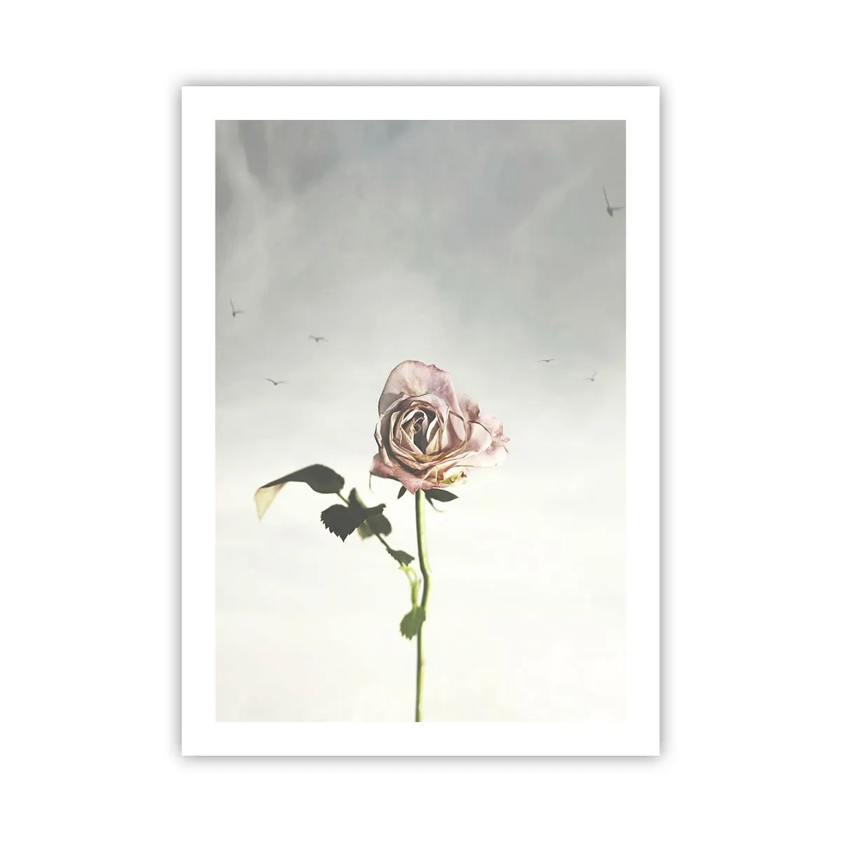 Affiche - Poster - Une rose subtile contre un ciel délicat - 50x70cm - Bonjour de printemps - Décoration murale moderne pour le salon et la chambre ARTTOR