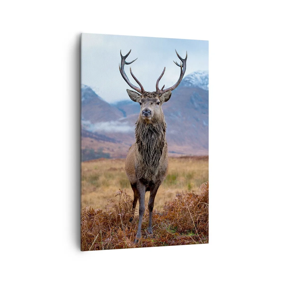 Impression sur toile - Image sur toile - Sur son propre terrain - 80x120 cm