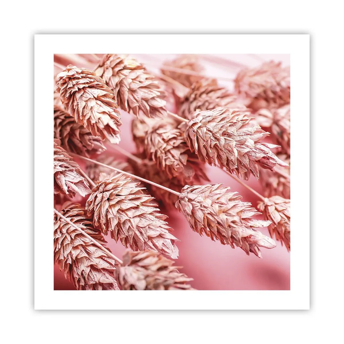 Affiche - Poster - Une cascade florale en rose - 50x50 cm