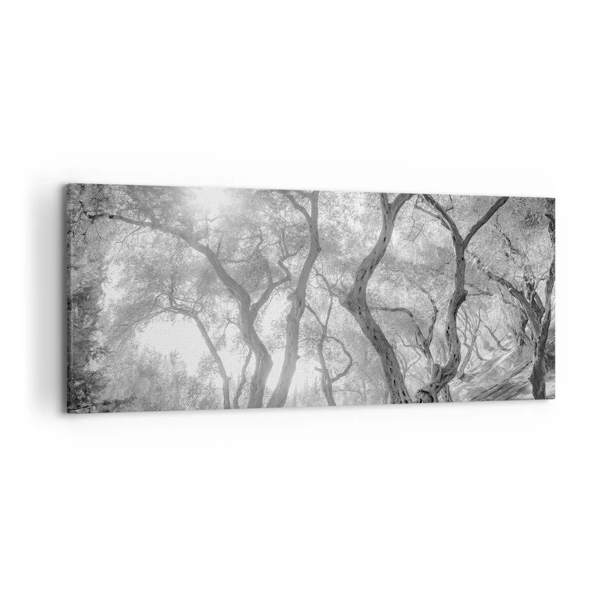 Impression sur toile - Image sur toile - Vue en noir et blanc d'arbres dans une oliveraie avec des rayons de soleil - 120x50cm - Dans l'oliveraie - Décoration murale moderne pour le salon et la chambre ARTTOR