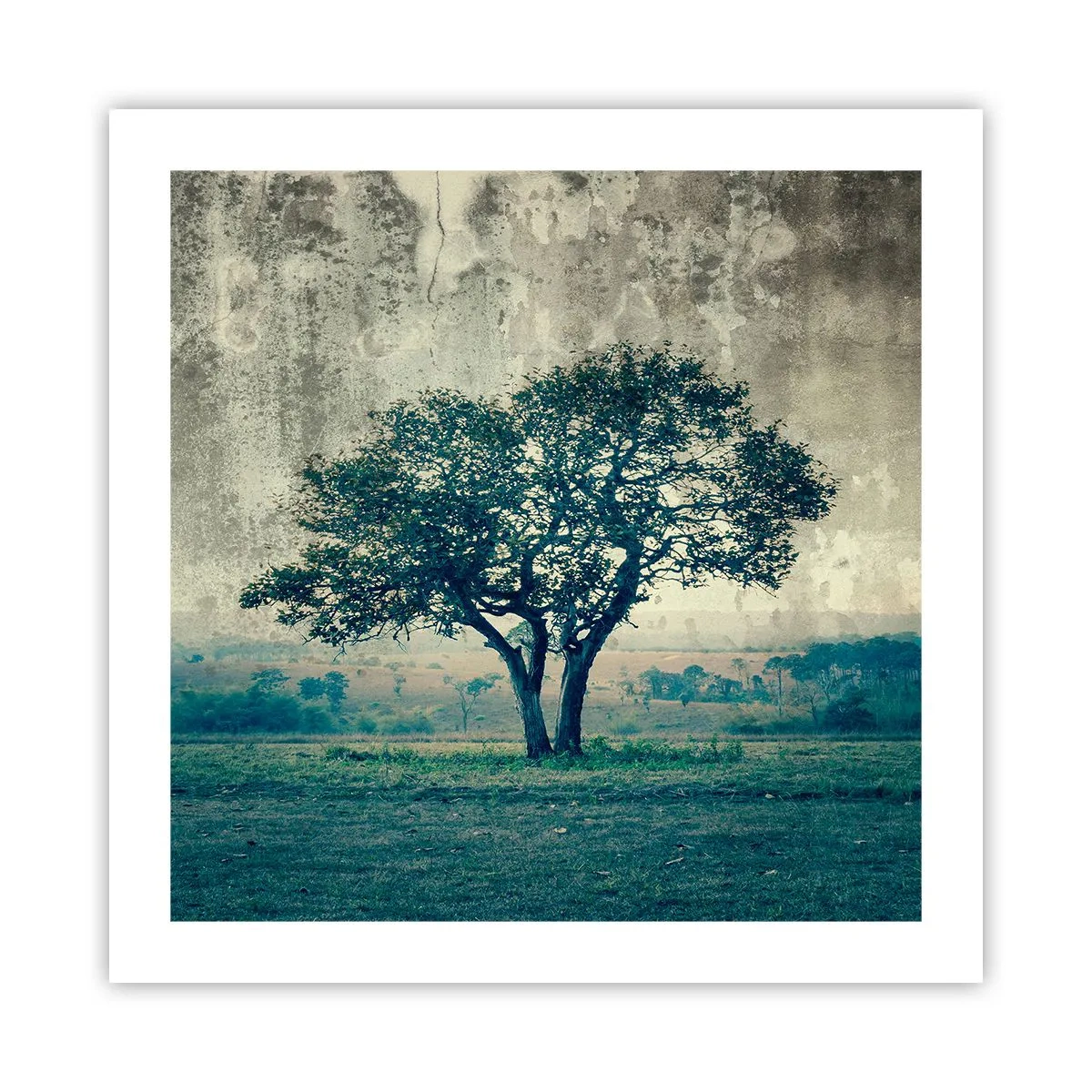 Affiche - Poster - Un pommier sur un champ bleu ? - 50x50 cm
