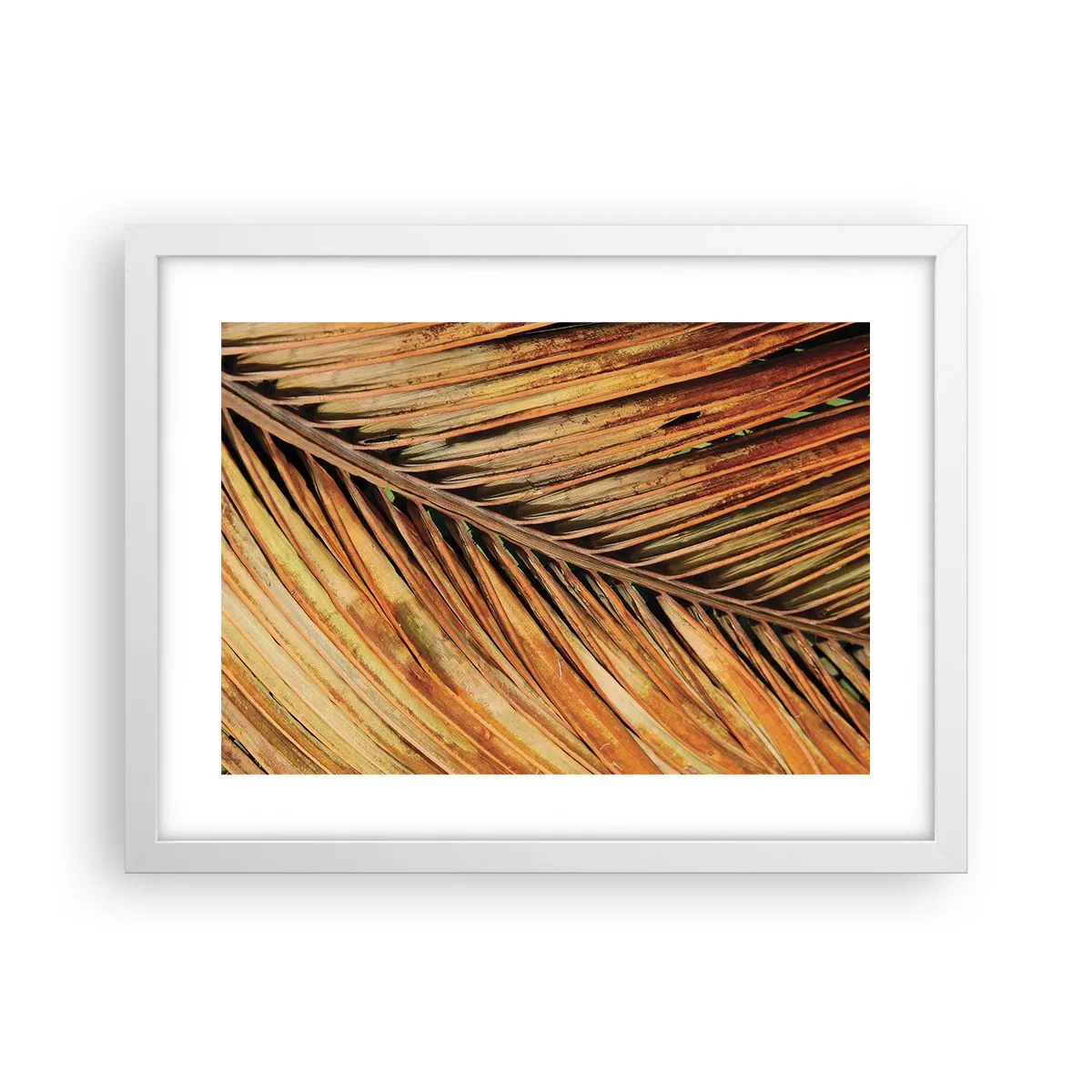 Affiche dans un cadre blanc - Poster - Or de noix de coco - 40x30 cm
