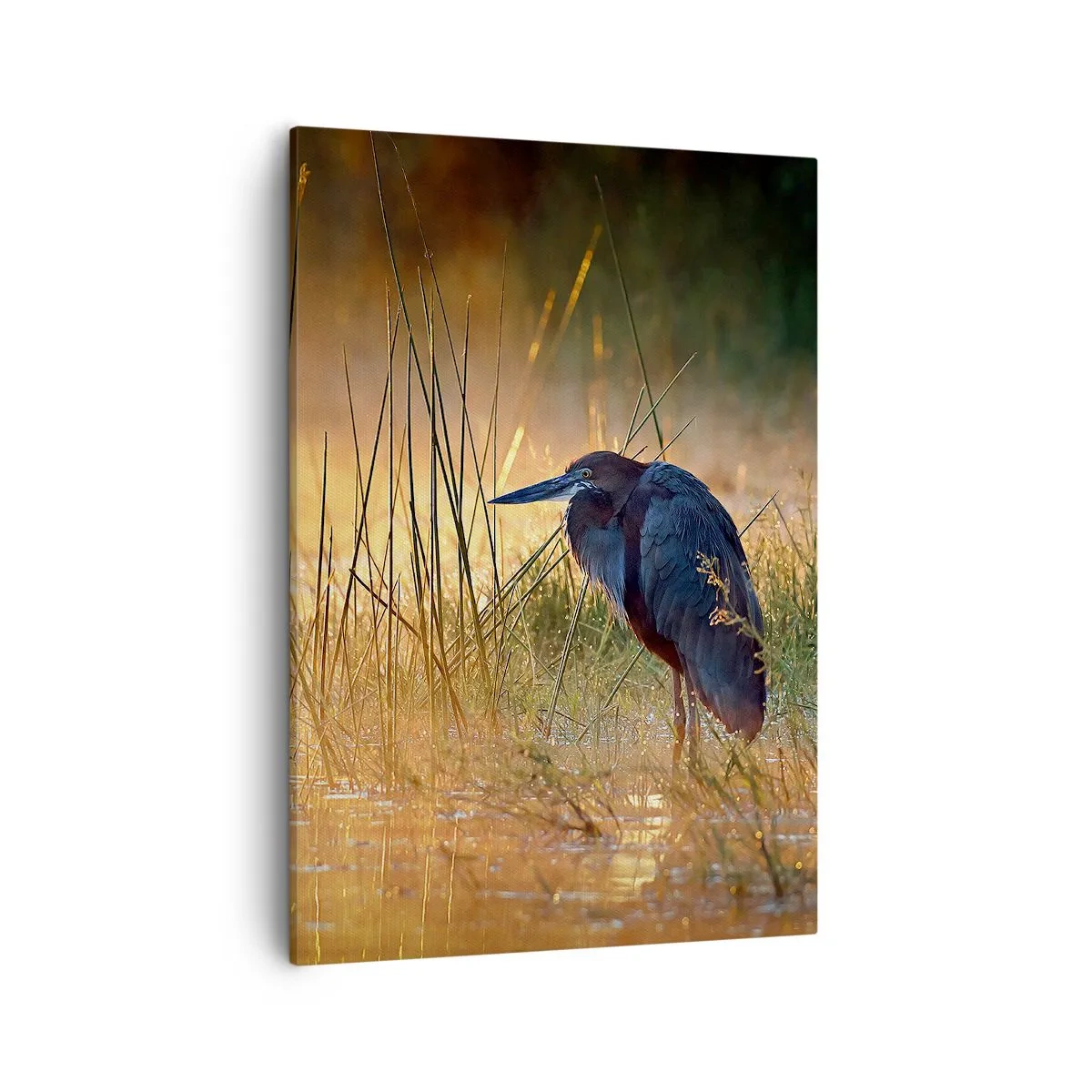 Impression sur toile - Image sur toile - Un héron dans les zones humides au coucher du soleil parmi les hautes herbes - 50x70cm - Allez, laissez-moi en paix avec ces photos - Décoration murale moderne pour le salon et la chambre ARTTOR