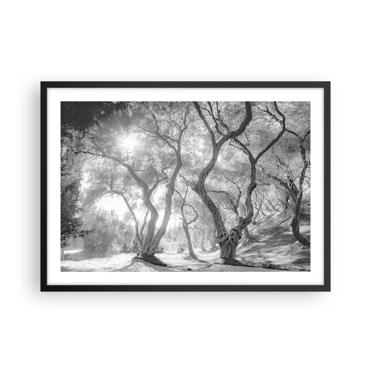Affiche dans un cadre noir - Poster - Vue en noir et blanc d'arbres dans une oliveraie avec des rayons de soleil - 70x50cm - Dans l'oliveraie - Décoration murale moderne pour le salon et la chambre ARTTOR