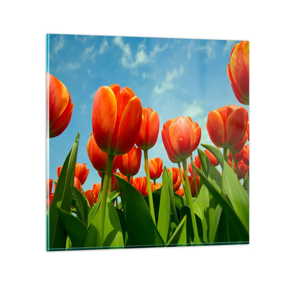 Impression sur verre - Image sur verre - A part le ciel bleu, ils n'ont besoin de rien dans leur vie - 50x50 cm