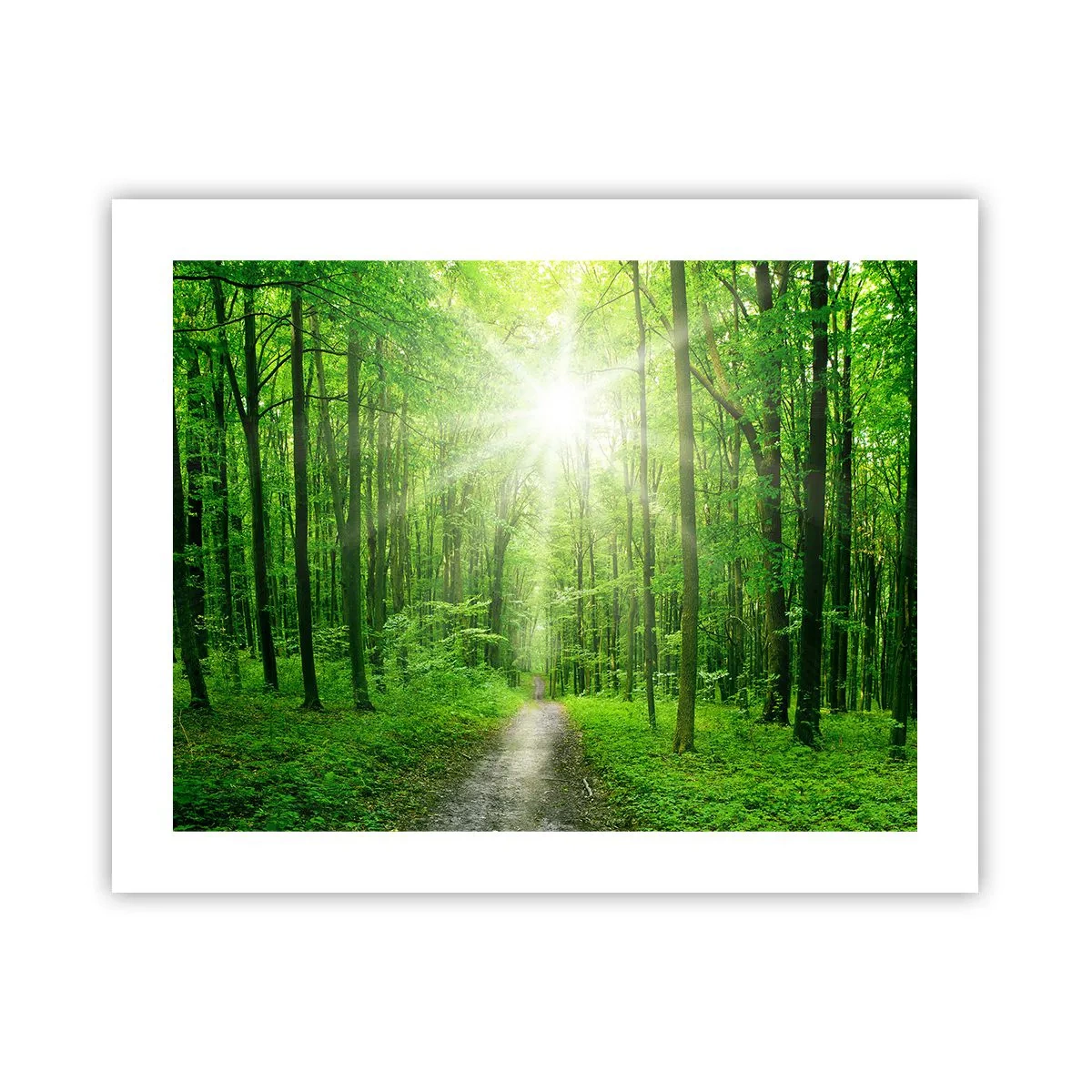 Affiche - Poster - Cathédrale verte - 50x40 cm