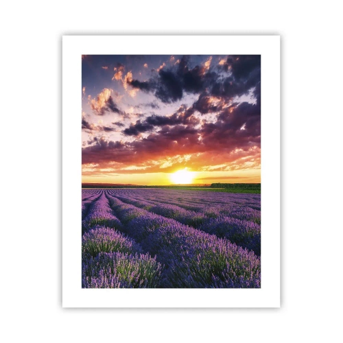 Affiche - Poster - Monde de lavande - 40x50 cm