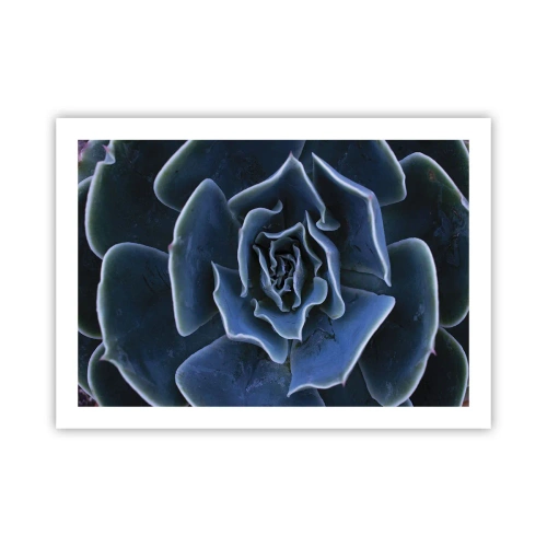 Affiche - Poster - Fleur du désert - 70x50 cm