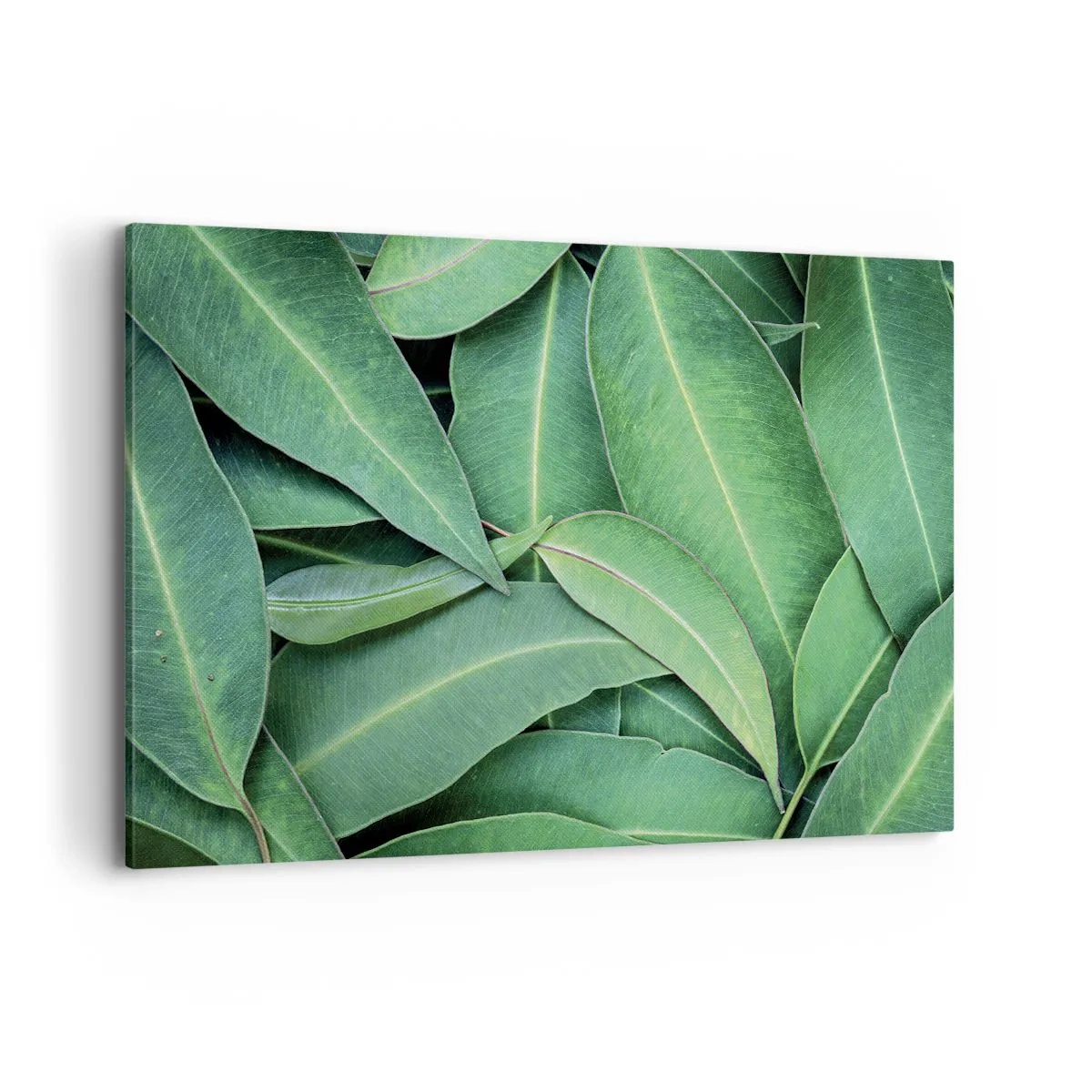 Impression sur toile - Image sur toile - Gros plan de feuilles vertes créant un motif naturel - 120x80cm - Juteux et frais - Décoration murale moderne pour le salon et la chambre ARTTOR