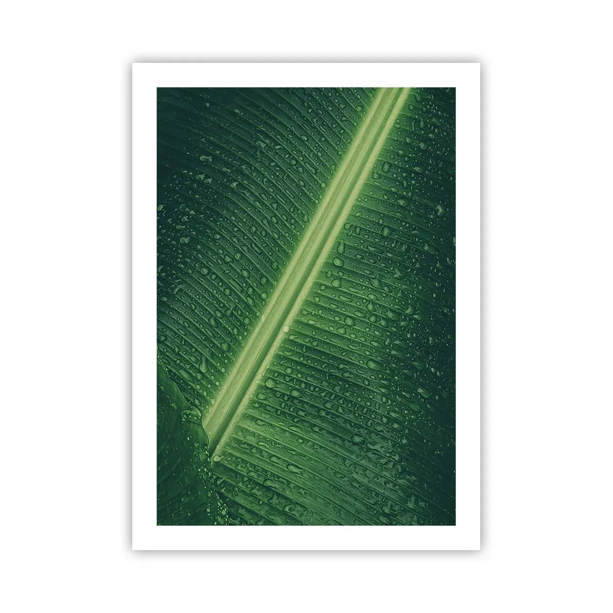 Affiche - Poster - Gros plan d'une feuille verte avec des gouttes d'eau - 50x70cm - Structure de vert - Décoration murale moderne pour le salon et la chambre ARTTOR