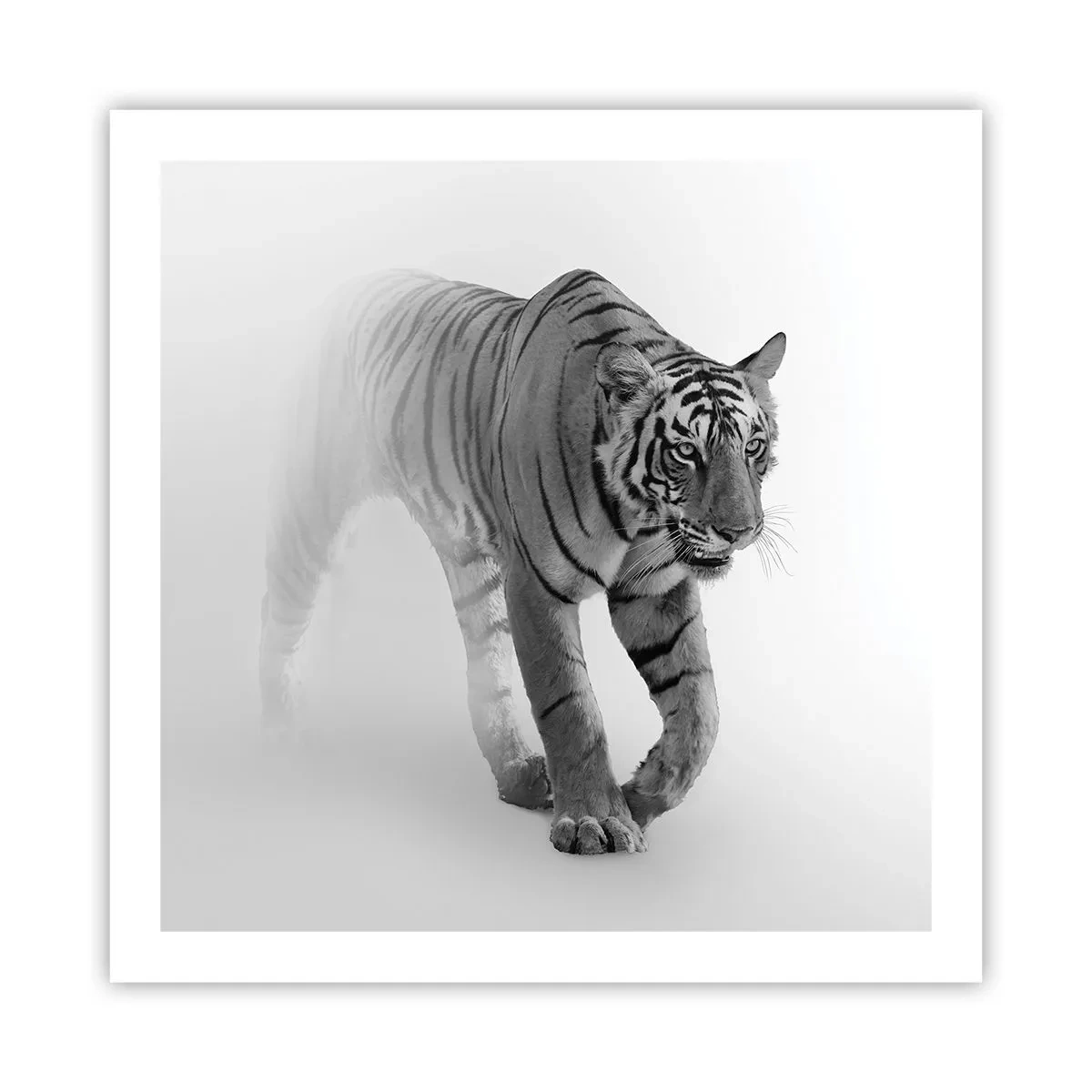 Affiche - Poster - Accroupi dans le brouillard - 60x60 cm