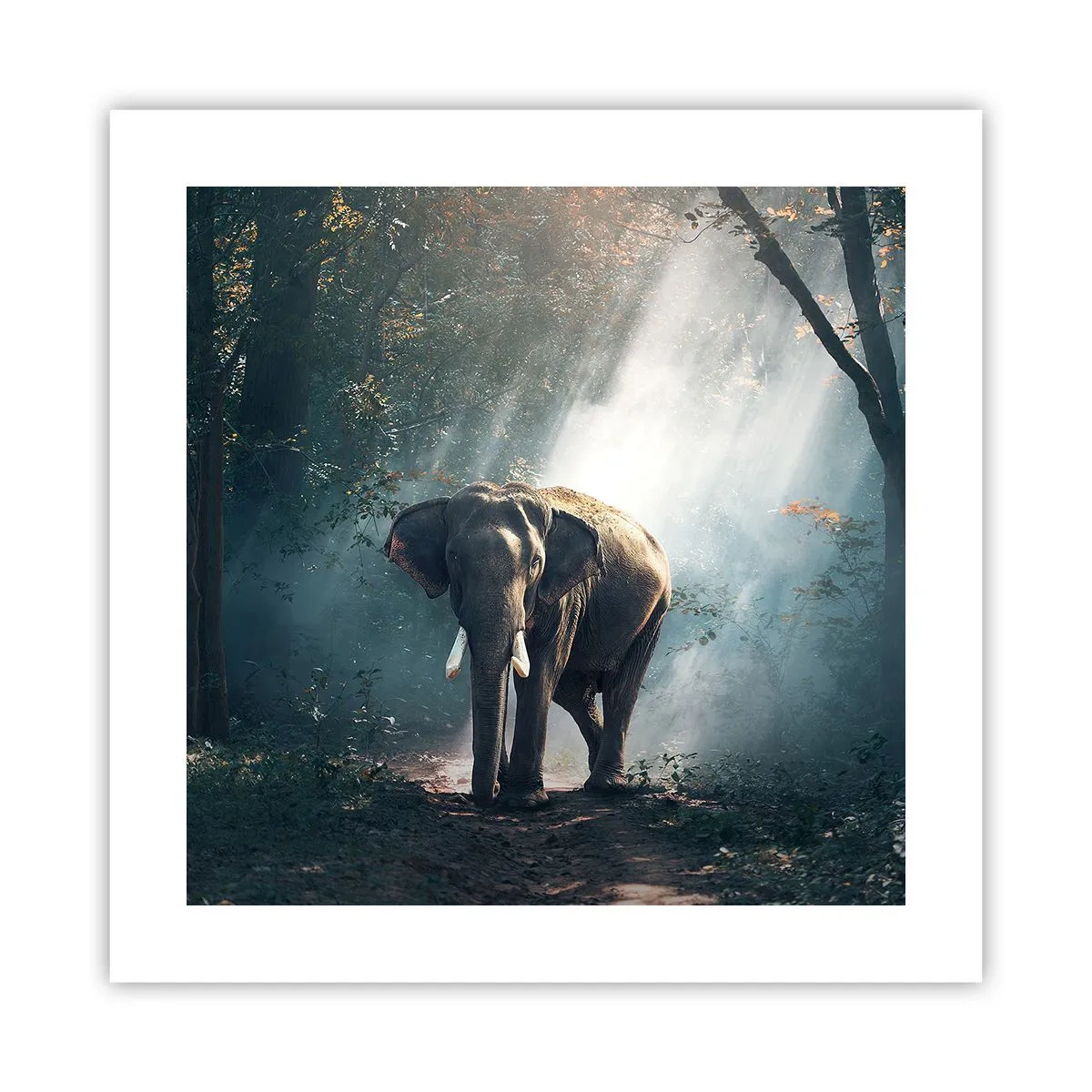 Affiche - Poster - Une balade tranquille - 40x40 cm