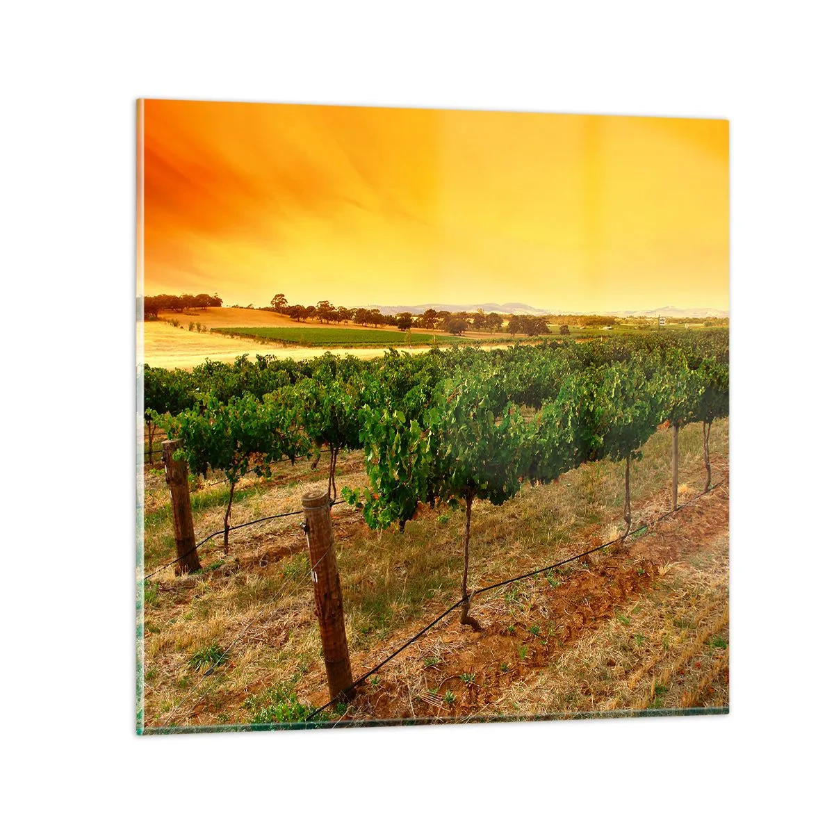 Impression sur verre - Image sur verre - S'abreuver du soleil - 50x50 cm