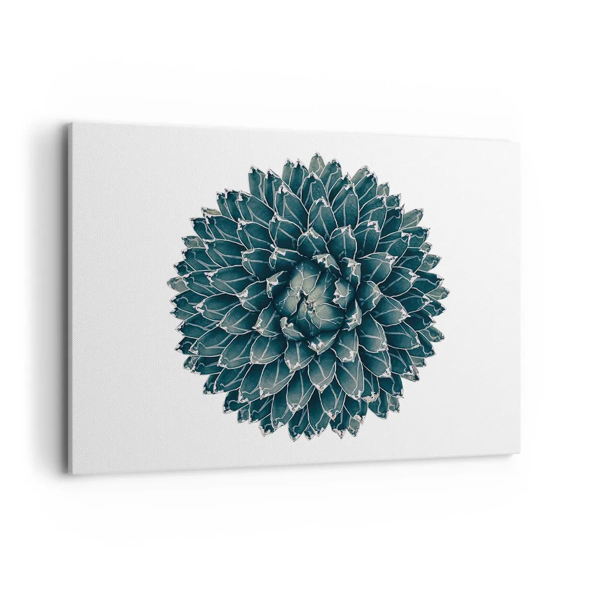 Impression sur toile - Image sur toile - Plante succulente symétrique sur fond blanc - 100x70cm - Étoile du désert - Décoration murale moderne pour le salon et la chambre ARTTOR