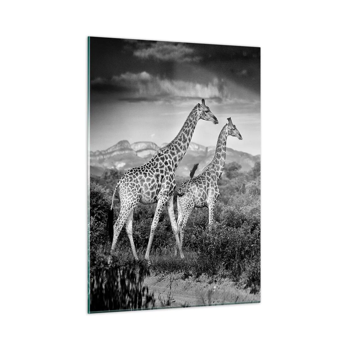 Impression sur verre - Image sur verre - Une photographie en noir et blanc de deux girafes dans la savane. - 50x70cm - Hautes sphères en Afrique - Décoration murale moderne pour le salon et la chambre ARTTOR