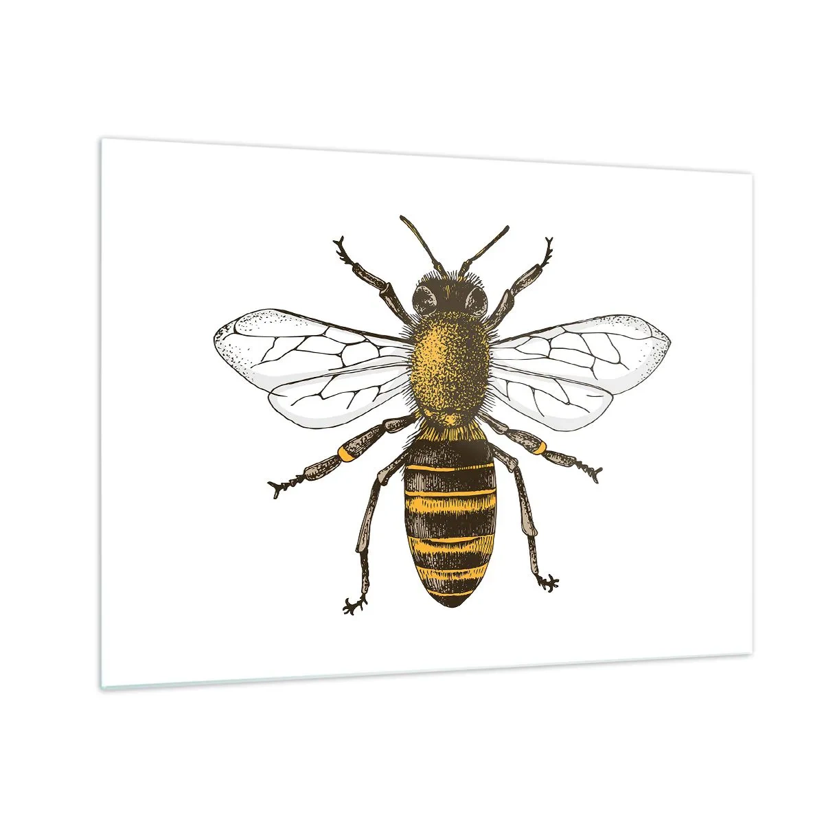 Impression sur verre - Image sur verre - Illustration détaillée d'une abeille sur fond blanc - 70x50cm - Belle et bonne - Décoration murale moderne pour le salon et la chambre ARTTOR