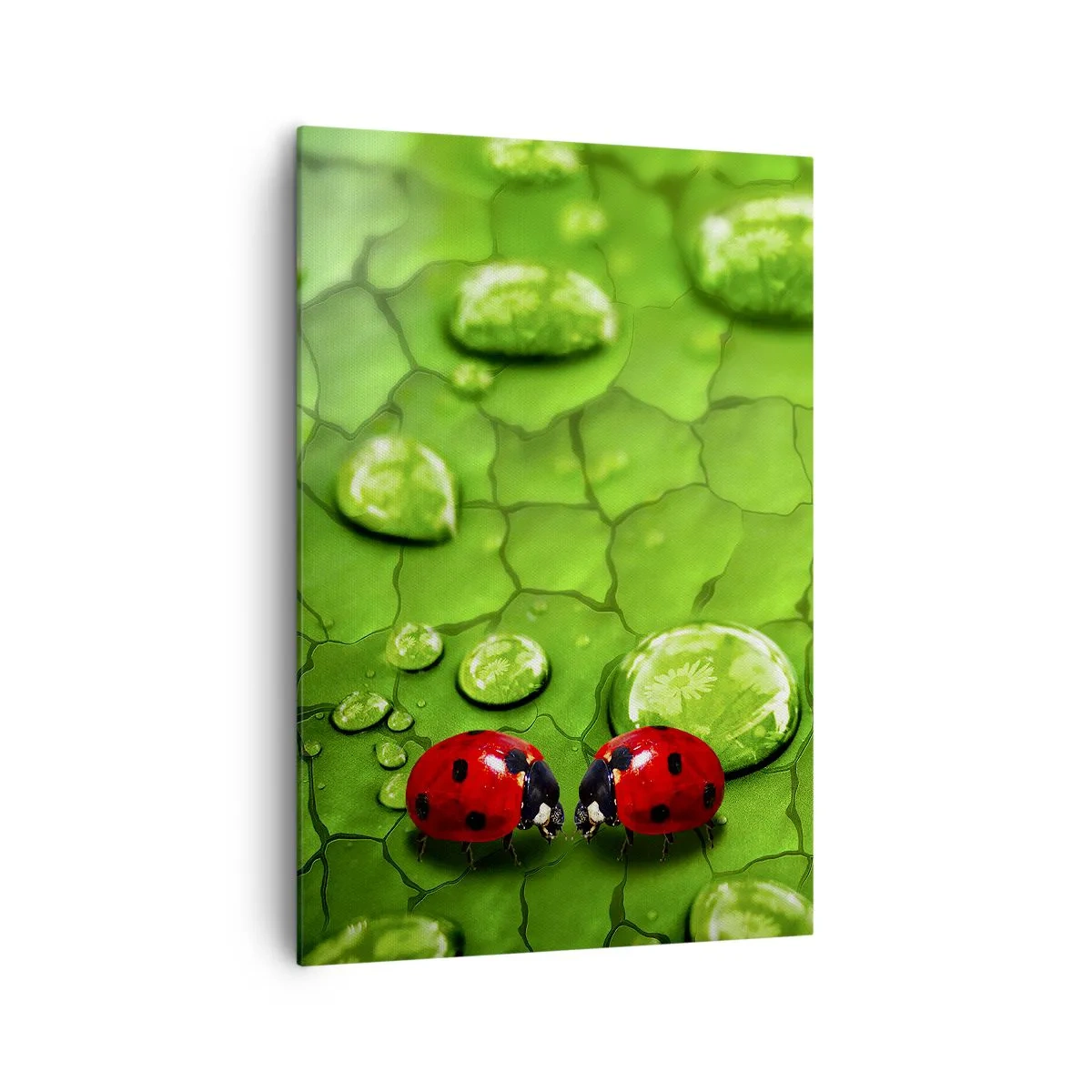 Impression sur toile - Image sur toile - Deux coccinelles sur une feuille avec des gouttes d'eau en macrophotographie - 70x100cm - Rendez-vous au vert - Décoration murale moderne pour le salon et la chambre ARTTOR