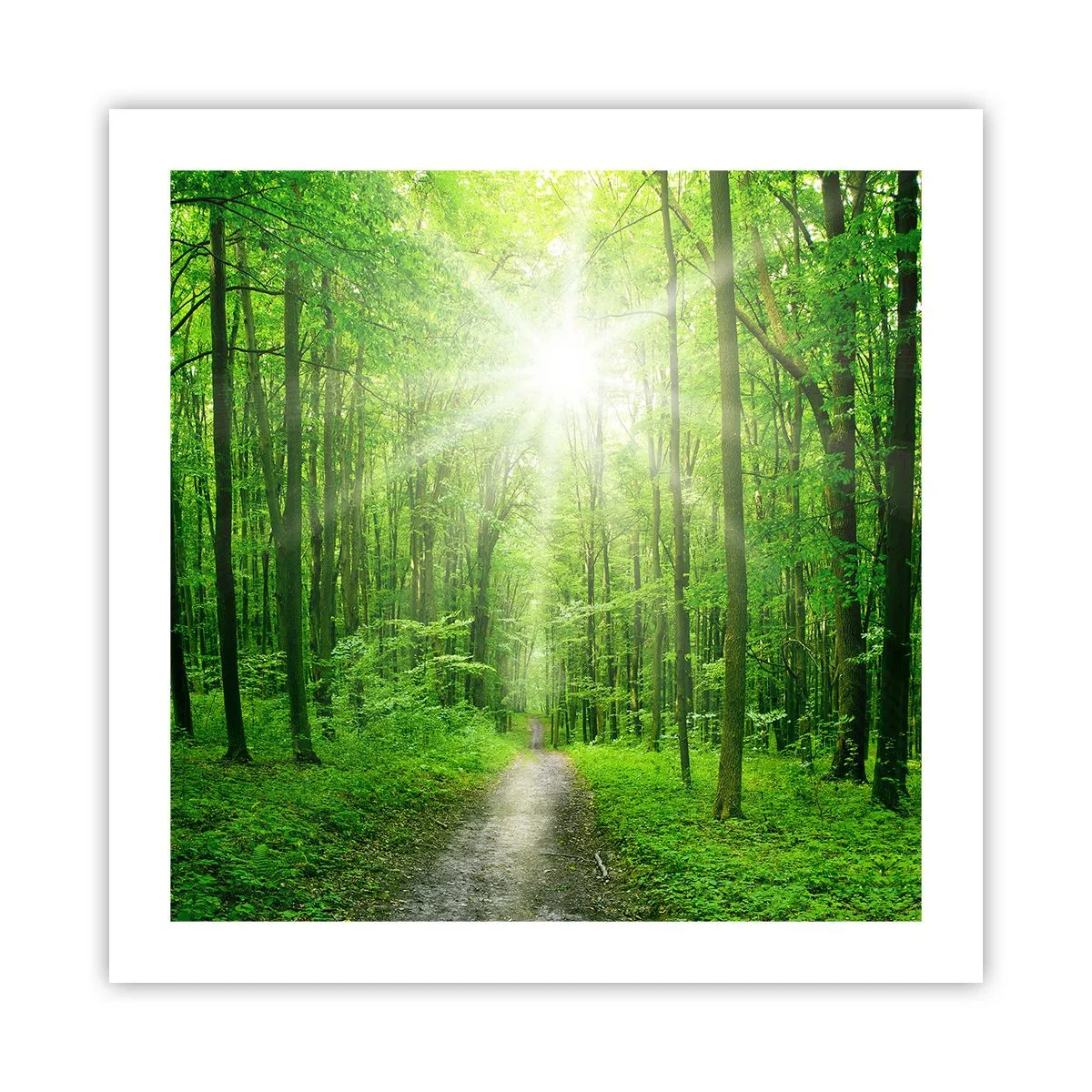 Affiche - Poster - Cathédrale verte - 50x50 cm