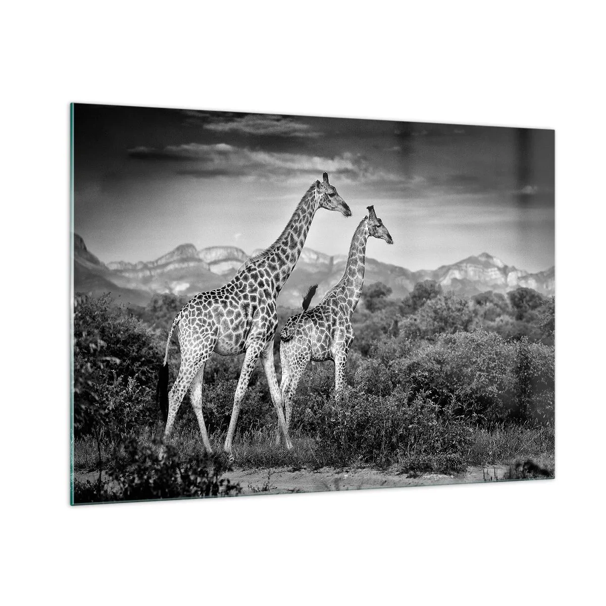Impression sur verre - Image sur verre - Une photographie en noir et blanc de deux girafes dans la savane. - 100x70cm - Hautes sphères en Afrique - Décoration murale moderne pour le salon et la chambre ARTTOR