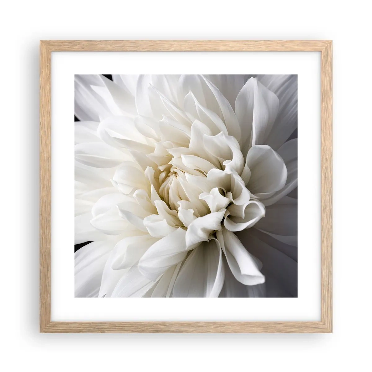 Affiche dans un chêne clair - Poster - Le matin de la jeune mariéé - 40x40 cm