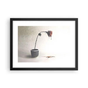 Affiche dans un cadre noir - Poster - Rosa dolorosa - 40x30 cm