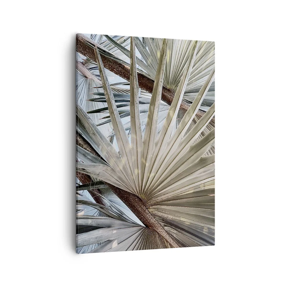 Impression sur toile - Image sur toile - Gros plan de feuilles de palmier dans des tons naturels de vert - 50x70cm - Evantail sous les tropiques - Décoration murale moderne pour le salon et la chambre ARTTOR