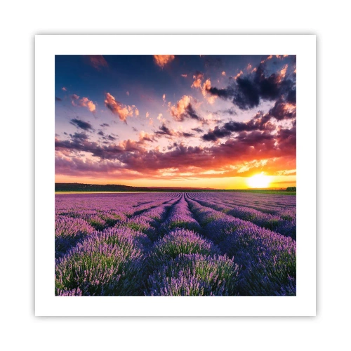 Affiche - Poster - Monde de lavande - 50x50 cm