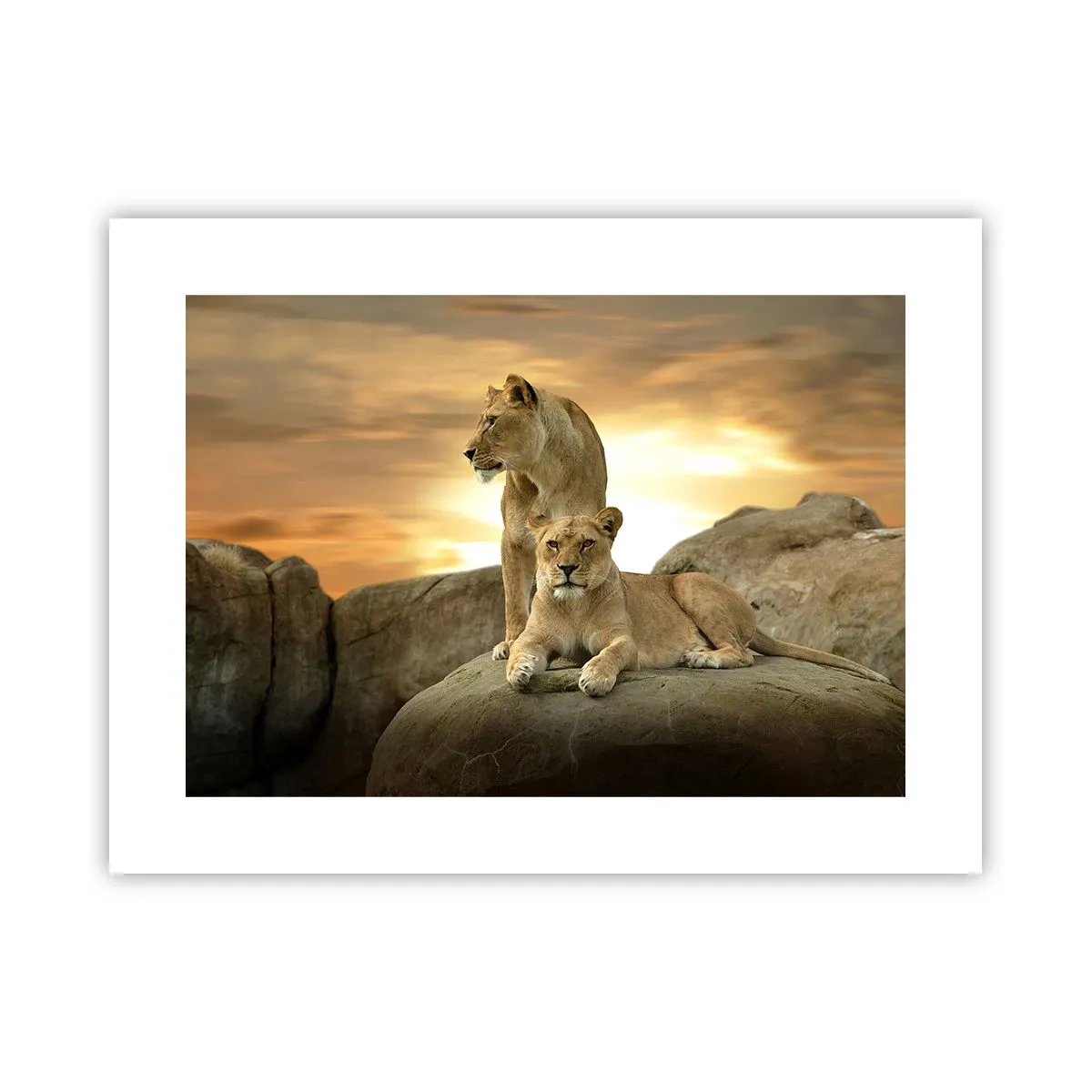 Affiche - Poster - Majesté royale - 40x30 cm