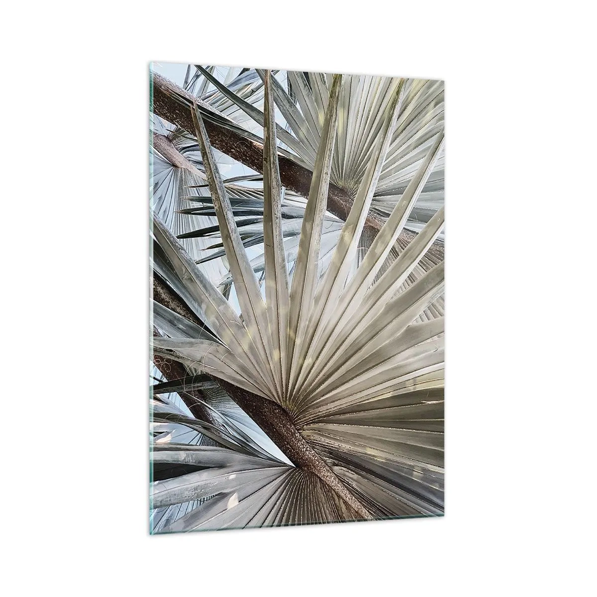 Impression sur verre - Image sur verre - Feuilles de palmier en plein jour - 50x70cm - Evantail sous les tropiques - Décoration murale moderne pour le salon et la chambre ARTTOR