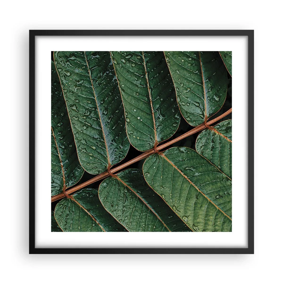 Affiche dans un cadre noir - Poster - Au rythme de la verdure - 50x50 cm
