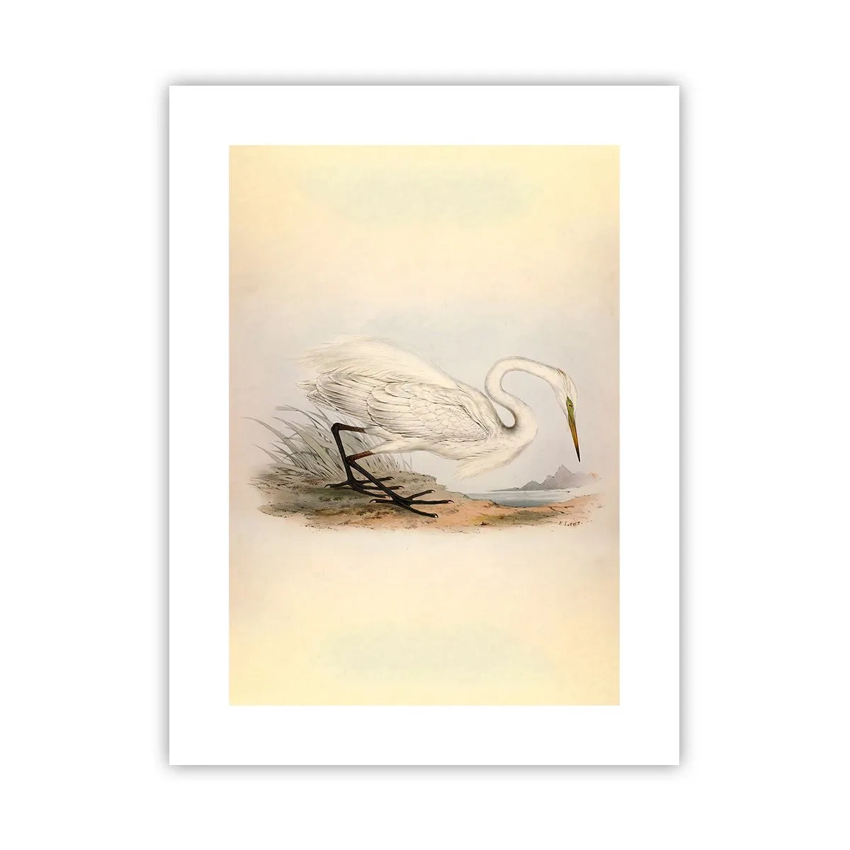 Affiche - Poster - Dame sur les joncs - 30x40 cm
