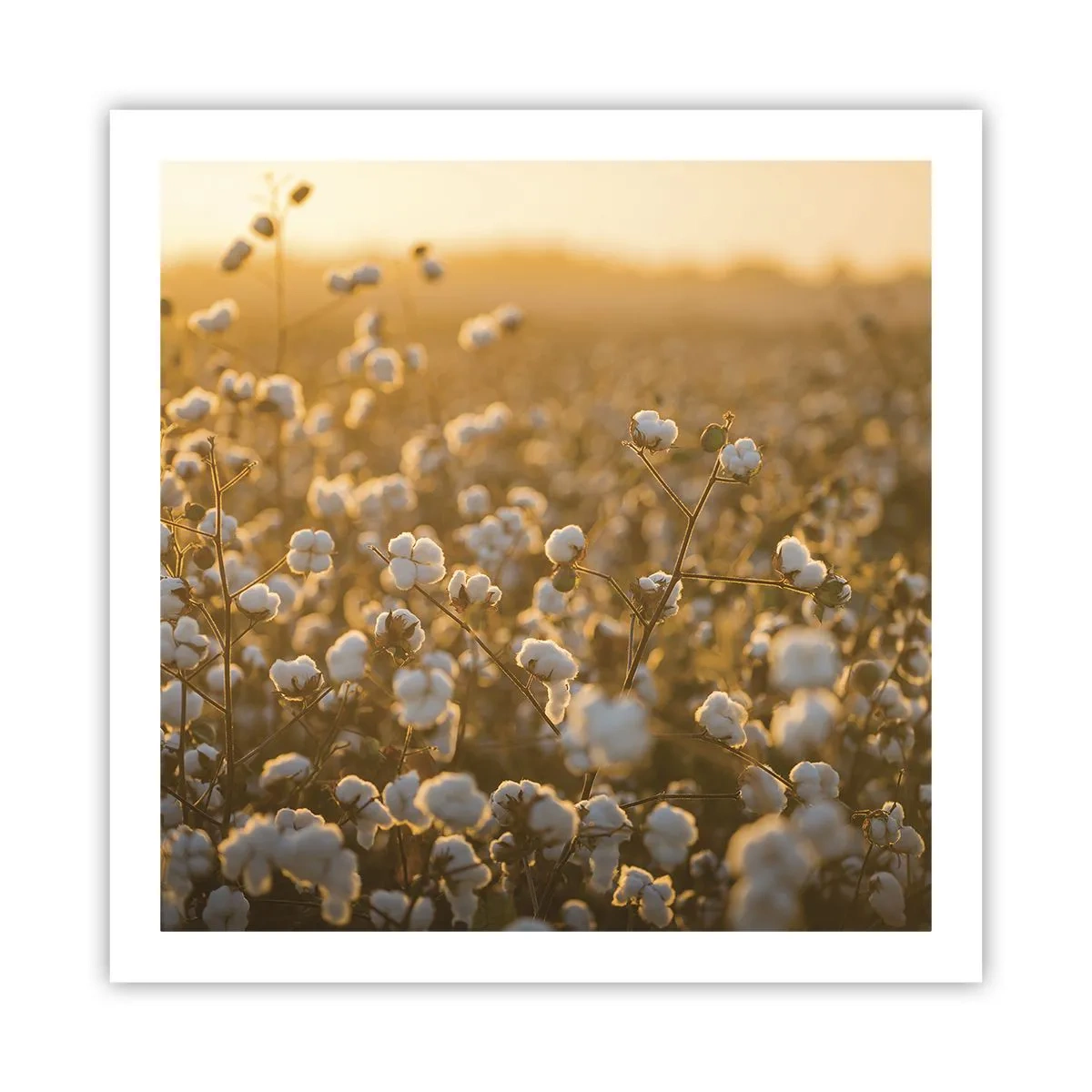Affiche - Poster - Champ moelleux - 60x60 cm