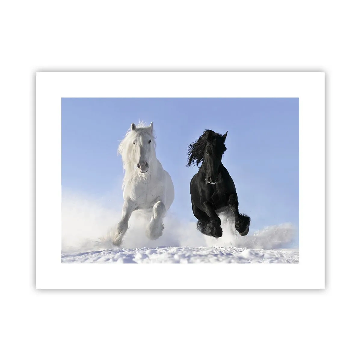 Affiche - Poster - Galop noir et blanc - 40x30 cm