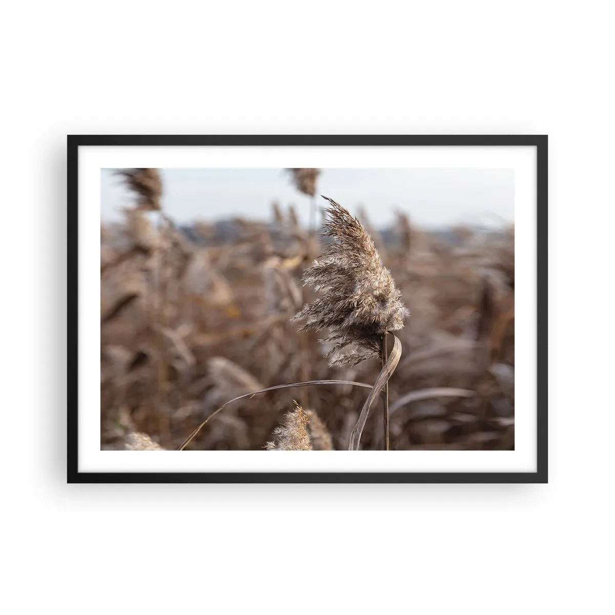 Affiche dans un cadre noir - Poster - Graminées délicates dans des tons beiges sur fond de nature - 70x50cm - Il est temps de s'envoler avec le vent - Décoration murale moderne pour le salon et la chambre ARTTOR