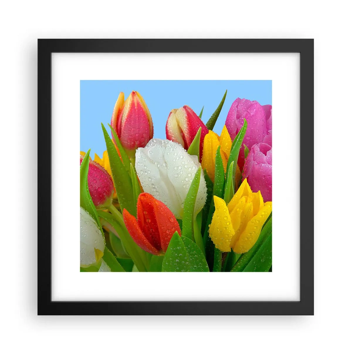 Affiche dans un cadre noir - Poster - Un arc-en-ciel fleuri en gouttes de rosée - 30x30 cm