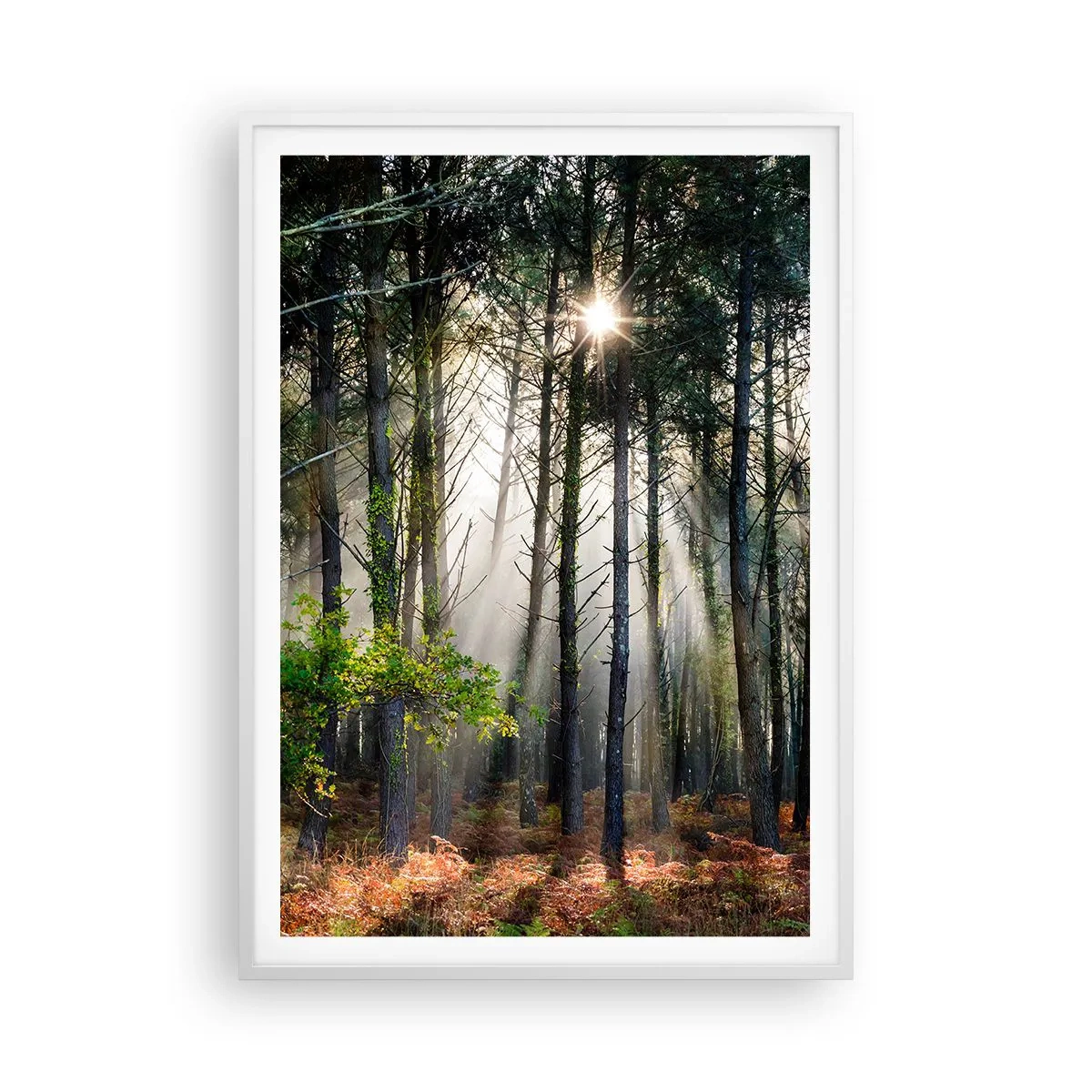Affiche dans un cadre blanc - Poster - Une zone forestière - 70x100 cm