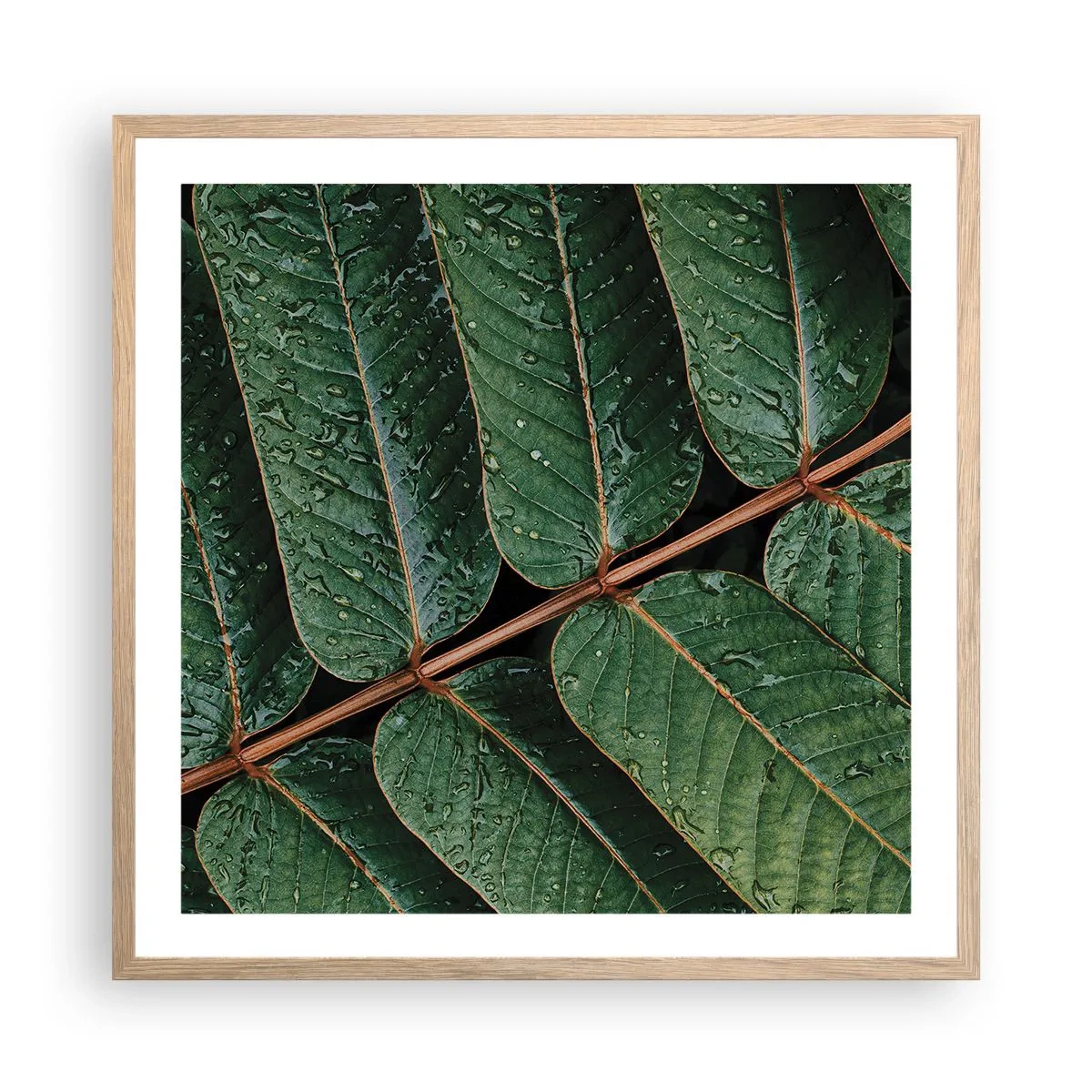 Affiche dans un chêne clair - Poster - Au rythme de la verdure - 60x60 cm