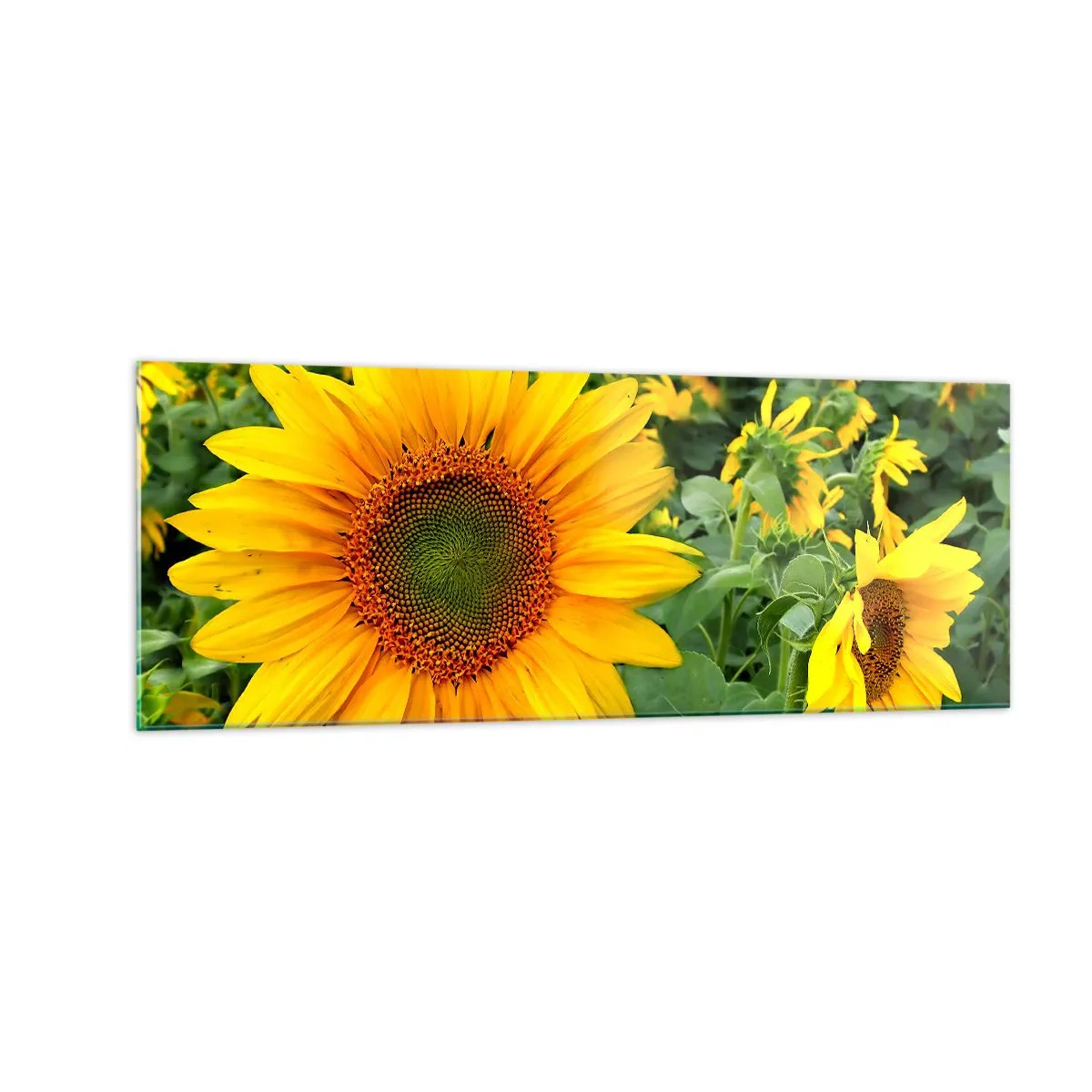 Impression sur verre - Image sur verre - Un champ de tournesols aux fleurs jaunes sur fond de feuilles vertes - 140x50cm - Des centaines de soleils se sont embrasés - Décoration murale moderne pour le salon et la chambre ARTTOR