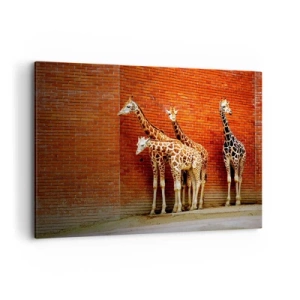 Impression sur toile - Image sur toile - Quatre girafes contre un mur de briques dans un décor artistique - 100x70cm - Voyez-vous des acacias ? - Décoration murale moderne pour le salon et la chambre ARTTOR