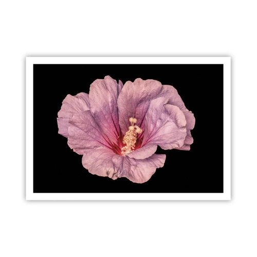 Affiche - Poster - Fleur rose sur fond noir - 100x70cm - Directement au coeur - Décoration murale moderne pour le salon et la chambre ARTTOR