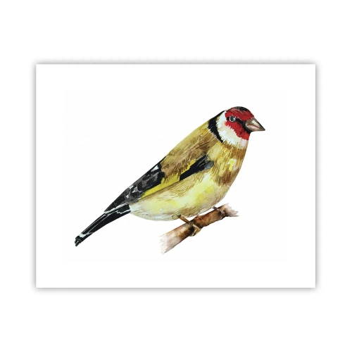 Affiche - Poster - Portrait d'oiseau - 50x40 cm